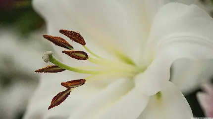 عکس ماکرو گل زنبق سفید با کیفیت 5K