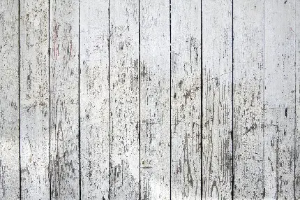 بک گراند سفید کیوت