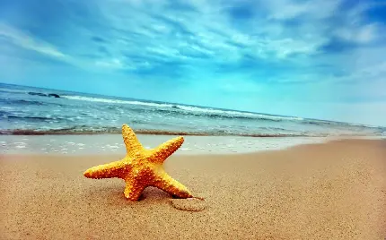 عکس ستاره دریایی زرد رنگ در ساحل اقیانوس بزرگ و آبی