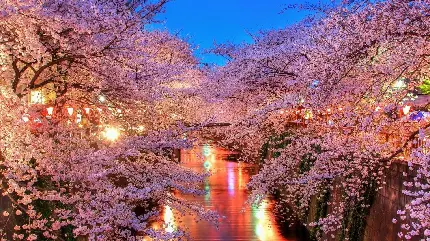عکس زیبا و رویایی از شکوفه های بهاری درختان گیلاس و آسمان آبی