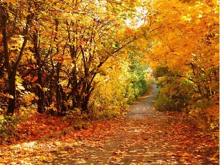 عکس فصل پاییز و والپیپر زیبای پاییزی برای موبایل با کیفیت بالا