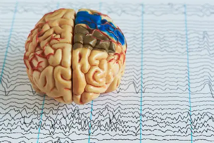 عکس مولاژ مغز در کنار نوار مغز با کیفیت بالا