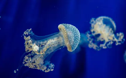 دانلود تصویر خوشگل حرکت عروس های دریایی در اقیانوس آبی مخصوص چاپ