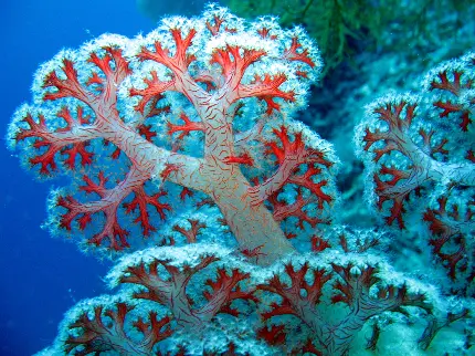 تصویری زیبا و جذاب از صخره مرجانی شاخه شاخه
