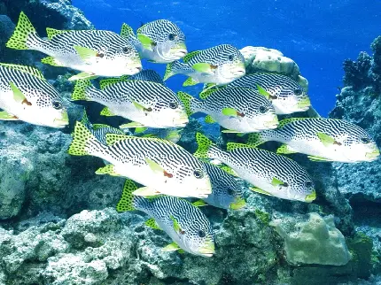 عکسی باکیفیت از ماهی های خال خالی اقیانوس