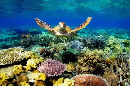 تصویر زمینه باکیفیت لاکپشت در صخره مرجانی
