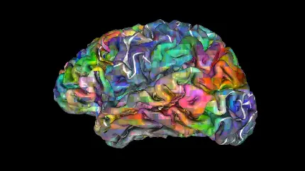 عکس رنگارنگ مغز انسان