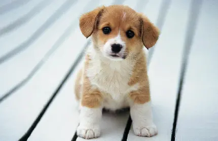 والپیپر سگ با مزه و خوشکل کوچولو با رنگ سفید و قهوه ای