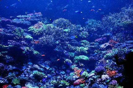 عکس زیبای بنفش رنگ صخره های مرجانی زیر آب