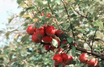 عکس خوشگل از باغ سرسبز و زیبا از سیبهای قرمز با کیفیت عالی
