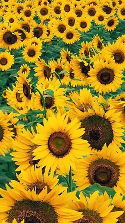 عکس گل آفتابگردان های زیبا و قشنگ با کیفیت بالا برای پروفایل شبکه های اجتماعی