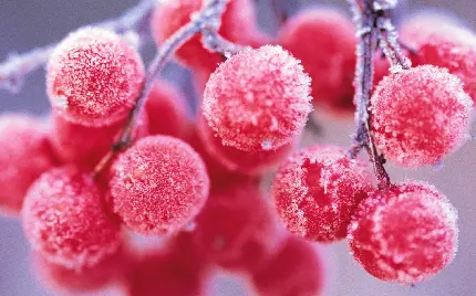 عکس میوه درخت تمشک وحشی در فصل سرد زمستان