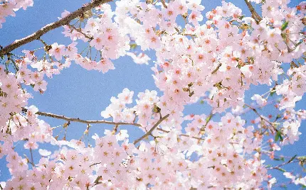 عکس قشنگ شکوفه های بهاری درخت گیلاس برای کارت پستال
