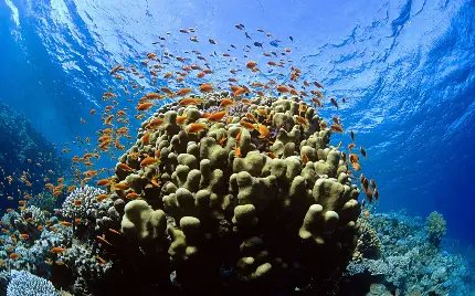 بک گراندی از صخره مرجانی در اعماق آب ها 
