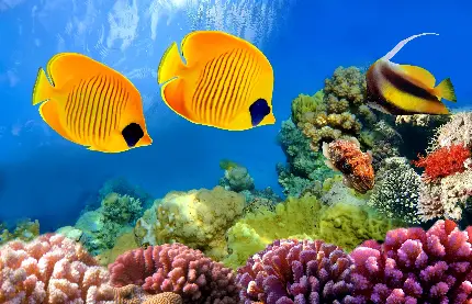 عکس و تصویر استوک باکیفیت ماهی های اقیانوس با رنگ زرد