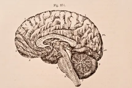 عکس قدیمی مغز انسان و توضیح آن