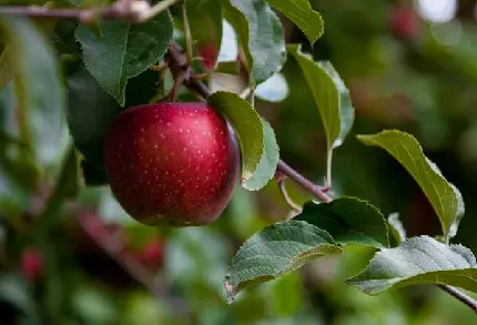 عکس زیبا و جذاب از درخت سیب شاداب و قرمز با کیفیت خیلی عالی
