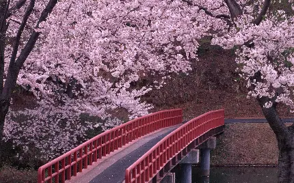 عکس شکوفه های درخت گیلاس برای نقاشی بر روی کاغذ