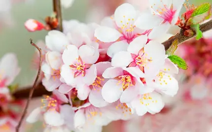 عکس بی نظیر شکوفه های بهاری درخت گیلاس برای پروفایل با کیفیت HD