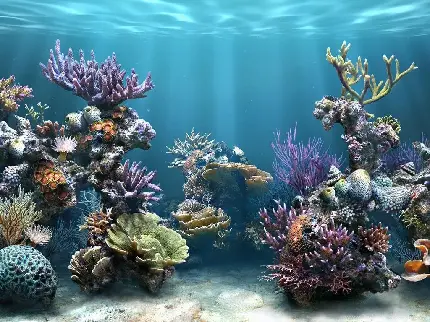 صخره های مرجانی و تیره رنگ در انواع رنگ 