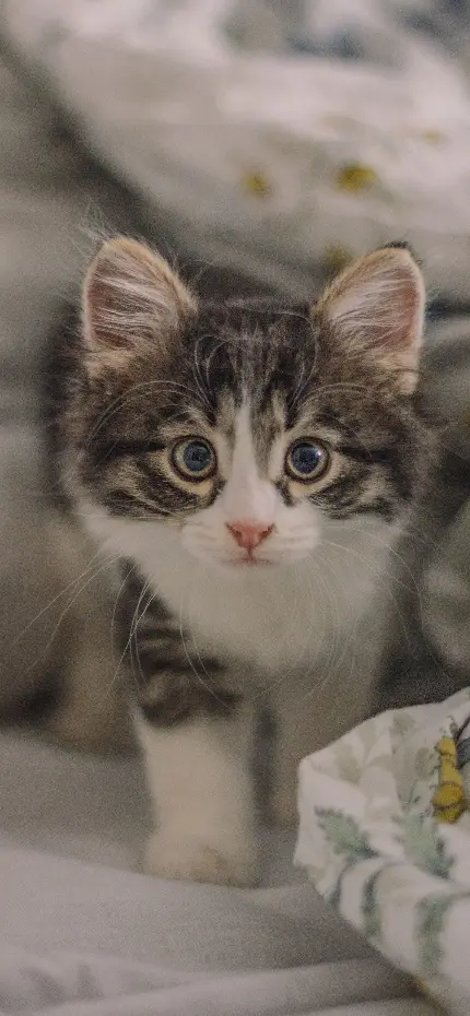 عکس بچه گربه ملوس گوگولی برای بک گراند گوشی