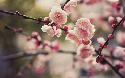 عکس زیبای شکوفه های بهاری درخت گیلاس برای پروفایل