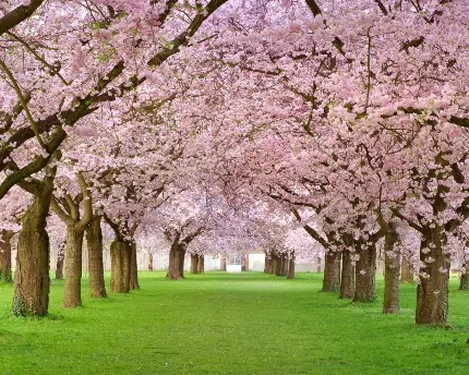 تصویر پس زمینه شکوفه های بهاری درخت گیلاس HD Flower