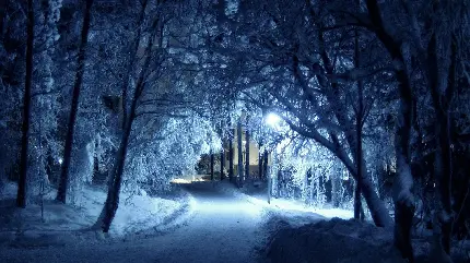 تصویر درخت ها و جاده ای زیبا در شب زمستانی و قشنگ