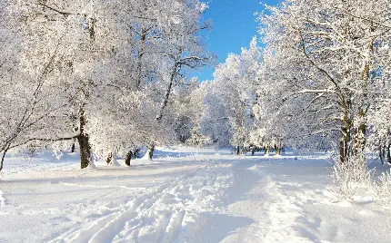 عکس زیبای زمستانی 2022 و عکس زمستانی برای پروفایل با درخت های پوشیده از برف