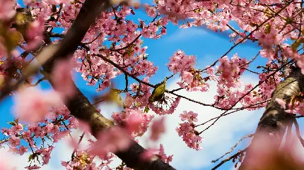 عکس قشنگ شکوفه های بهاری درخت گیلاس و گنجشک