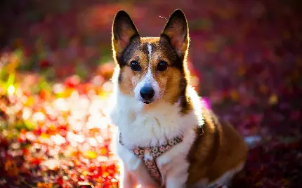 عکس زمینه سگ خوشکل با رنگ بسیار زیبا برای لپ تاپ