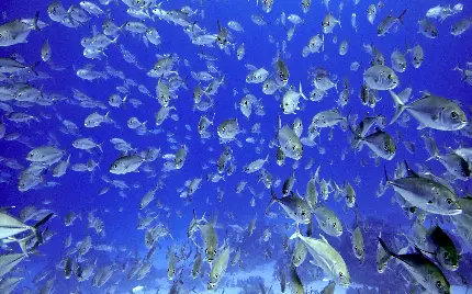 عکسی از تجمع ماهی های نقره ای کف اقیانوس