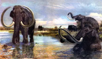 عکس زمینه رنگی دو ماموت در حال شنا در آب رودخانه