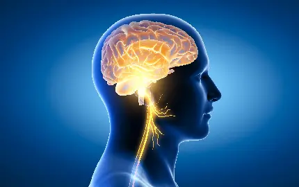 عکس مغز انسان برای استفاده در محتواهای آموزشی