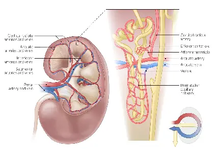 عکس کلیه انسان با کیفیت فول اچ دی