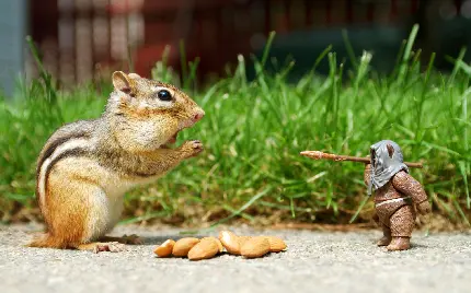 عکس جالب از سنجاب با آدمک اسباب بازی