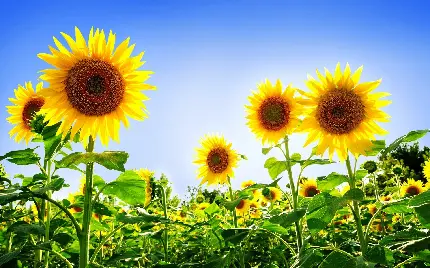 عکس گل آفتابگردان برای تم موبایل و پروفایل با کیفیت بالا