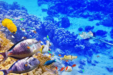 تصویر زمینه صخره های مرجانی و آبی کربنی 