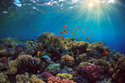 عکس صخره های مرجانی زیر نور آفتاب و در اعماق