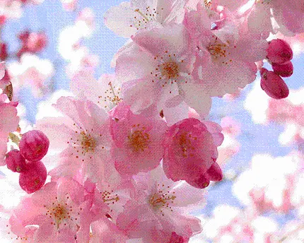 عکس زمینه گل های صورتی روی درختان گیلاس در فصل بهار برای پروفایل