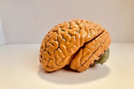 عکس مغز انسان های باهوش