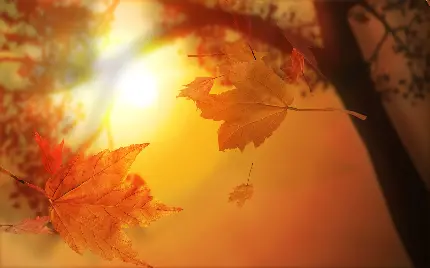 تصویر زمینه فصل قشنگ پاییز با کیفیت 4K