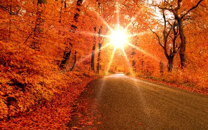 دانلود عکس زیبا و شگفت انگیز فصل پاییز و جاده و درخشش نور خورشید میان درختان