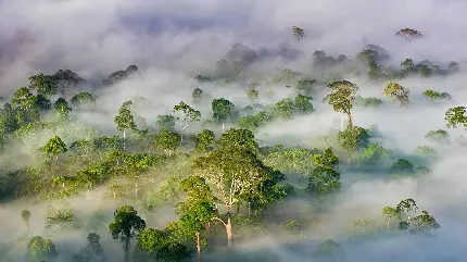 عکس جنگل مه آلود بارانی و گرمسیری با کیفیت 4k