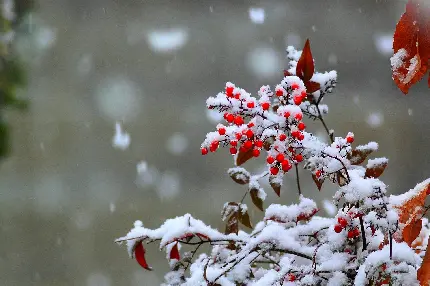 عکس درخت یخ زده در فصل زمستان برای بک گراند و پروفایل گوشی