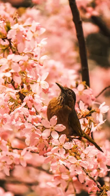 عکس شکوفه های صورتی فوقالعاده خوشگل و پرنده زیبا با کیفیت خوب