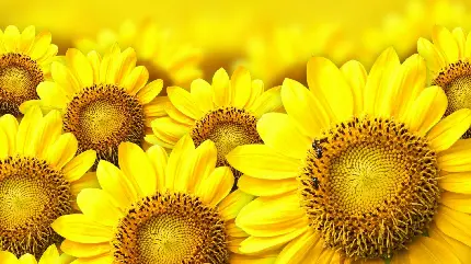 عکس گل آفتابگردان برای پروفایل با کیفیت بالا full HD برای بک گراند موبایل و گوشی