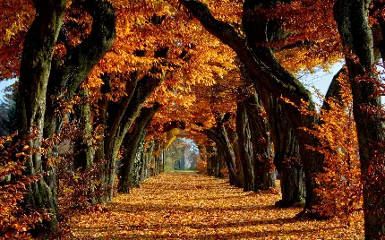 عکس پروفایل زیبای فصل پاییز با درختان زیبا و برگ های زرد