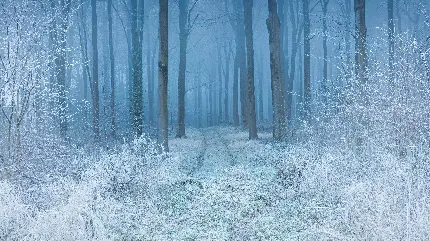 بک گراند 9K جنگل سرد و برفی در فصل زمستان برای کامپیوتر