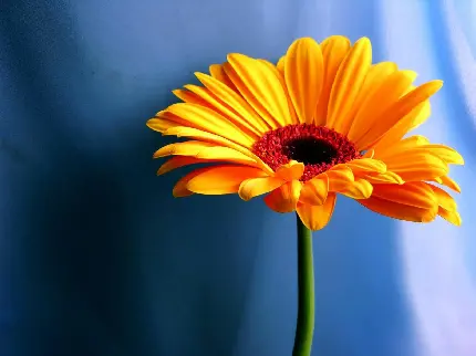 عکس گل آفتابگردان قشنگ و زیبا فانتزی برای پروفایل اینستا